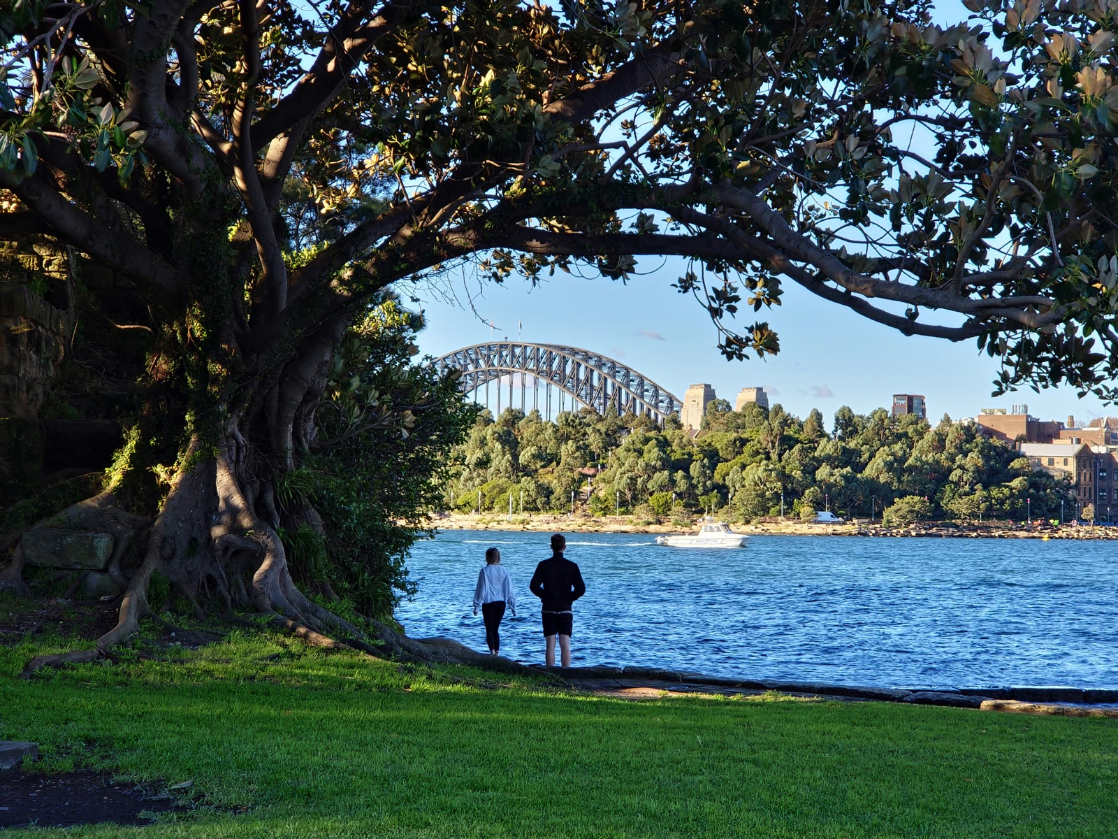 Sydney Harbour Bridge viewed from the north side foreshore framed by a Moreton Bay fig, Lower North Shore